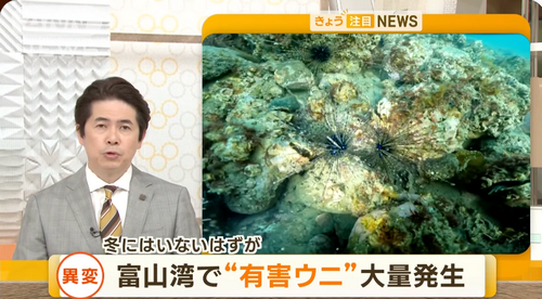 日本海岸惊现剧毒海胆，请注意不要触碰或误食！