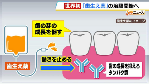 人类新突破！日本医疗团队研发出一种新药：可以长出“第三颗牙齿”......